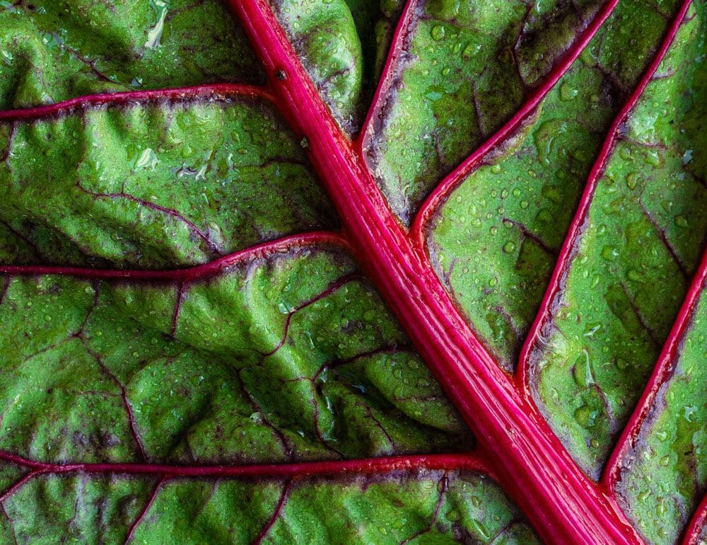 nutrition and wellness header - JLB, Best Web Design and Web Development Company in Nashville, Brentwood, and Franklin