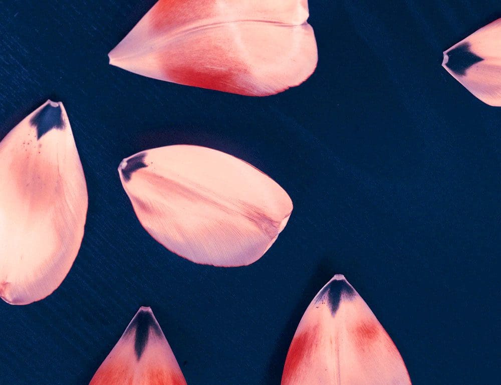 aesthetic abundance header image - JLB, Best Web Design and Web Development Company in Nashville, Brentwood, and Franklin