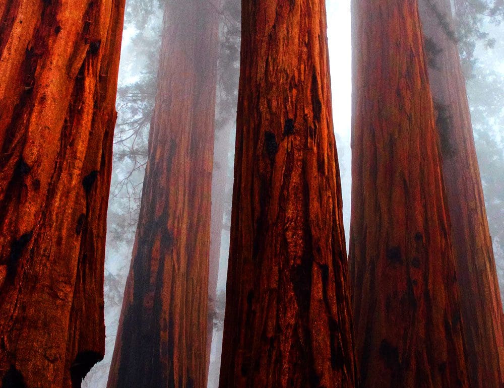 forestry and wildlife services - JLB, Best Web Design and Web Development Company in Nashville, Brentwood, and Franklin