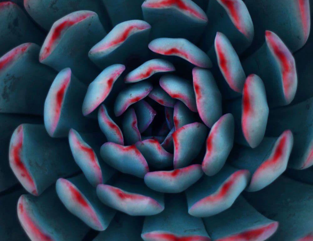 babylon landscapes service header - JLB, Best Web Design and Web Development Company in Nashville, Brentwood, and Franklin